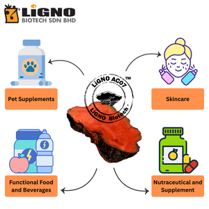 สารสกัดจากต้นแอนโตรเดีย แคมฟอร์าต้า LiGNO AC07 ผงสารสกัดจากพืช วัตถุดิบสำหรับเครื่องดื่มและอาหารเสริม - Product Image 5