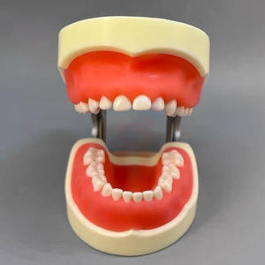Modèle dentaire pédiatrique pour enfants avec gencives souples et mâchoire - Product Image 4