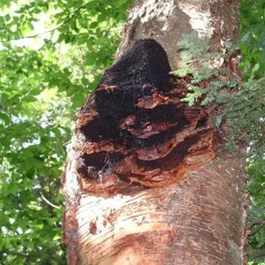 Poudre d'extraction de champignons Chaga, organique, pur et naturel