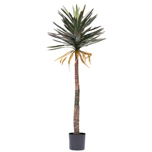 Venta caliente Longstar Green Agave <span class=keywords><strong>Maguey</strong></span> Simulación Árbol grande Plástico <span class=keywords><strong>Planta</strong></span> artificial Paisaje Interior Festival al aire libre Decoración - Product Image 1