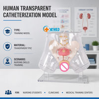 Modèle d'enseignement avancé en science médicale : Mannequin humain transparent en plastique pour la simulation de cathétérisme et d'intubation masculine
