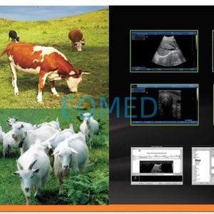 Máquina de Ultrasonido Veterinaria a Precio Competitivo, Máquina de Ultrasonido para Cabras y Cerdos en Venta, Pantalla Táctil, Sonda Convexa BW08vet - Product Image 6