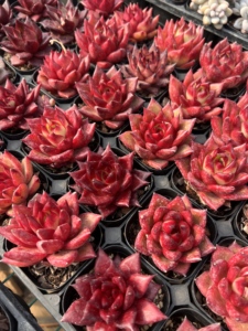 <span class=keywords><strong>Echeveria</strong></span> Agavoides 'Robin', Suculenta Pequeña Ecológica para Decoración Interior/Exterior del Hogar, Ideal para Espacios Pequeños - Product Image 3