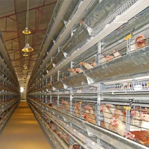 Large capacity henhouse farm shed battery cage chicken poultry layer farming raising growing husbandry equipment system line