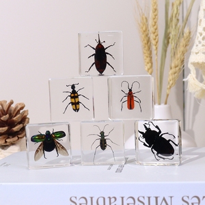 Prensa-papeles de taxidermia de insectos reales en bloque de resina, especímenes de coleopteros en resina, herramientas educativas para la enseñanza - Product Image 5