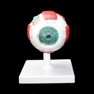 Modello Educativo Avanzato di Vasi Sanguigni e Nervi Umani Ingranditi dell'Occhio e dell'Orbita con Vaso Anatomico dell'Occhio - Product Image 3