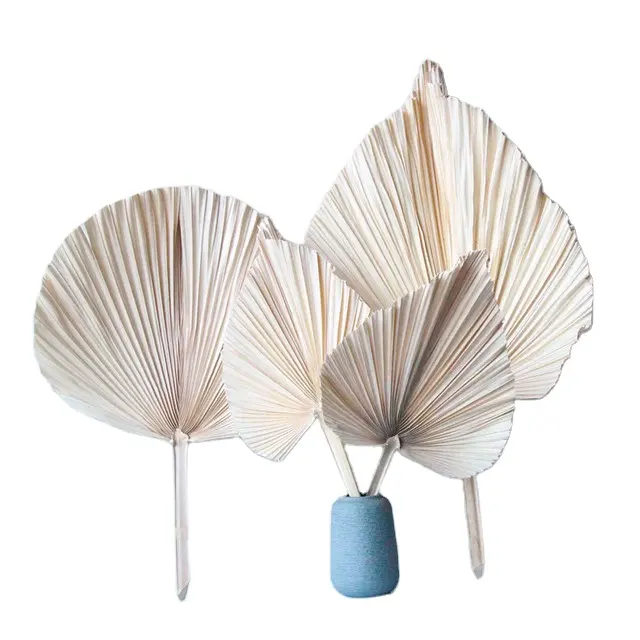 Instagram new product fashionable natural dried palm tree leaves for home decoration