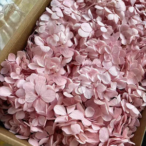 Decoración para el Hogar, Flor <span class=keywords><strong>de</strong></span> <span class=keywords><strong>Hortensia</strong></span> Preservada, 100g, Grado A, <span class=keywords><strong>Hortensia</strong></span> Atlantis, <span class=keywords><strong>Hortensia</strong></span> Preservada en Venta, Plantas <span class=keywords><strong>de</strong></span> Hortensias - Product Image 4