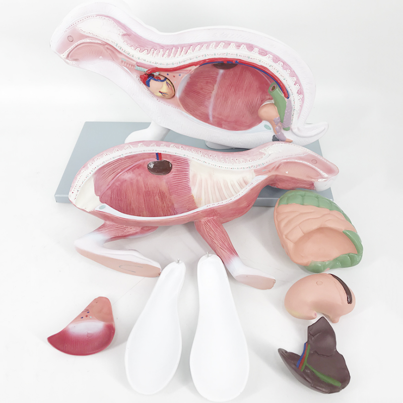 YA/B031 Life Size Rabbit Anatomy Model for Medical Education