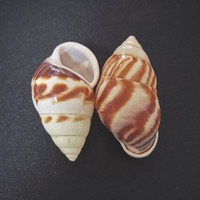 Coquille naturelle conque sept couleurs bonbon capuchon escargot spécimen coquille de remplacement poli artisanat décoration de la maison ornement