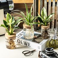 Vase en verre borosilicate avec couvercle en liège, vases hydroponiques pour boutures de plantes, arrangements floraux, décoration pour la maison et le bureau