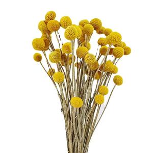 Lot de 20 boutons de fleurs séchées Craspedia Billy Ball, <span class=keywords><strong>rose</strong></span> foncé, bouquet floral, pour mariage, maison, grand vase, festival bohème - Product Image 2