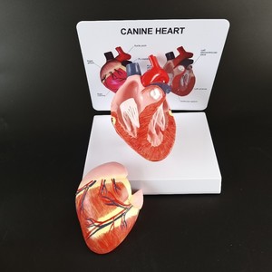Anatomía <span class=keywords><strong>del</strong></span> Corazón de <span class=keywords><strong>Perro</strong></span> Saludable, Órganos Internos Caninos, Modelo de <span class=keywords><strong>Esqueleto</strong></span> de <span class=keywords><strong>Perro</strong></span>, Recursos Educativos Médicos - Product Image 3