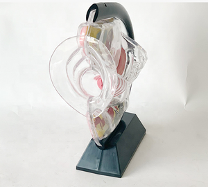 Modelo Anatómico Uterino Transparente Visible, Material Ecológico, Estándar Europeo, Pintura Avanzada No Tóxica, Vic Science Medical - Product Image 4