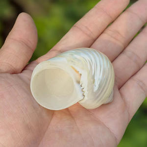 천연 진주 실버 입 터보 4-6cm 폴란드어 소라 쉘 소라게 껍질 - Product Image 4