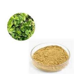 Polvo de extracto de hoja de Cissus Quadrangularis Natural del Himalaya de alta calidad de grado alimenticio puro de raíz al por mayor empaquetado en tambor - Product Image 3