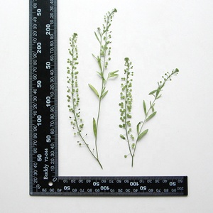 Commercio all'ingrosso verde secco Bellflower <span class=keywords><strong>pepe</strong></span> essiccato erba fiori per resina arte del telefono custodia cartolina candela che fa decorazione - Product Image 6