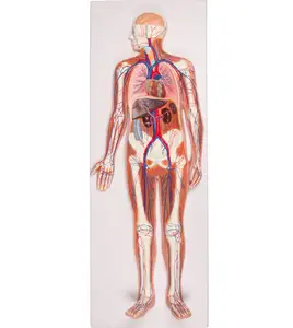 YA/C011 modèle de système circulatoire sanguin pour tout le corps humain