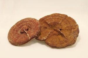 Hoang Dã Reishi Hữu Cơ trồng toàn bộ khô <span class=keywords><strong>Ganoderma</strong></span> Lingzhi Đỏ <span class=keywords><strong>Ganoderma</strong></span> <span class=keywords><strong>lucidum</strong></span> - Product Image 5