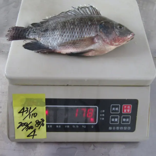 चीन से अच्छी गुणवत्ता खेत तिलापिया मछली निर्यातकों