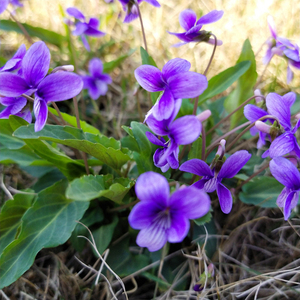 <span class=keywords><strong>Zi</strong></span> hua <span class=keywords><strong>di</strong></span> ding plantes entières séchées brutes herbe vivace PAS extrait naturel HERBA VIOLA à vendre - Product Image 2