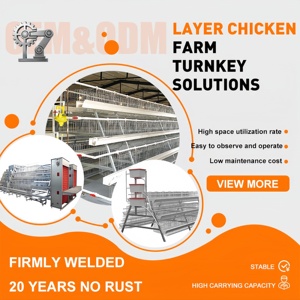 Equipo Automático Galvanizado para Gallinas Ponedoras, Jaulas de Acero para Aves de Corral, para Granjas Avícolas, en Oferta - Product Image 6