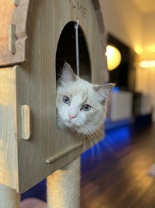 Kolay Kurulumlu Kedi Evi Lüks Tırmalama Platformu Çok Katlı Kedi Ağacı Keçe Çatılı Klasik Modern Tasarım Dayanıklı Geniş Kedi Evi - Product Image 2