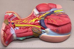 Анатомические части шеи человека, глубокие части шеи, кровеносные сосуды и нервные анатомические модели для обучения биологии - Product Image 4