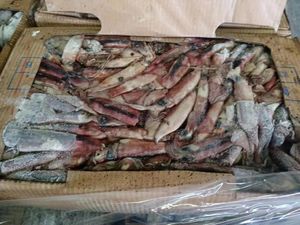 Buon prezzo su Calamari interi rotondi indiani (Calamari) - Product Image 6