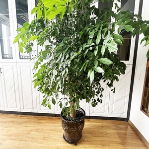 Soporte de Metal de hierro fundido rosa para plantas, maceta de cuatro ruedas para interior y <span class=keywords><strong>exterior</strong></span>, carrito de bandeja rodante, posavasos - Product Image 5