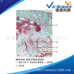 Approvisionnement direct usine : Tranches de racine de Cuscuta parasitaire, racines et métamorphoses racinales, sections biologiques, lamelles microscopiques. - Product Image 3