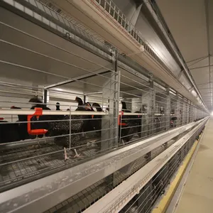 Équipement d'élevage automatique de cage de batterie de poulet de 20000 couches pour la ponte