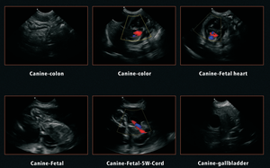 풀 서비스 디지털 15.6인치 디스플레이 컬러 도플러 초음파 진단 시스템 수의학 초음파 스캐너 가격 - Product Image 4