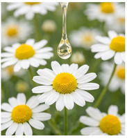 Huile de Camomille Romaine de Haute Qualité 100% Pure et Naturelle pour la Vente en Gros, l'Aromathérapie, les Cosmétiques, les Soins de la Peau et les Parfums