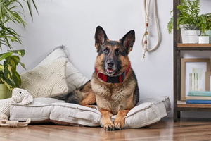 2024 muestra gratis de fábrica al por mayor sublimación suministros para mascotas personalizado ajustable en blanco collar de perro de nailon liso - Product Image 6