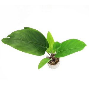 <span class=keywords><strong>Planta</strong></span> Artificial en Maceta de 71 cm de Altura, <span class=keywords><strong>Planta</strong></span> de <span class=keywords><strong>Canna</strong></span> para Decoración de Interiores, Hogar y Cafetería - Product Image 3