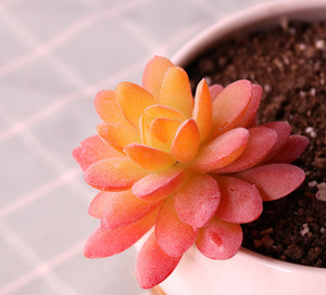 Succulentas <span class=keywords><strong>al</strong></span> <span class=keywords><strong>por</strong></span> <span class=keywords><strong>Mayor</strong></span>, Surtido <span class=keywords><strong>de</strong></span> Mini Cactus Decorativos, Arreglo Colgante para Interiores y Exteriores, Plantas Artificiales <span class=keywords><strong>Suculentas</strong></span> en <span class=keywords><strong>Venta</strong></span> - Product Image 6