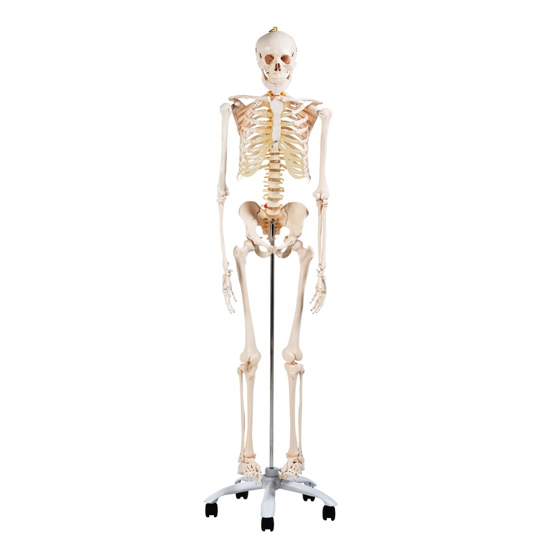 CBM 001A Educational Anatomical Medical Human