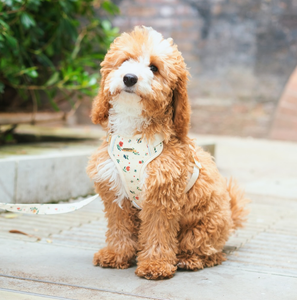 Groothandel TITANCORE Reflecterende Gepersonaliseerde Print Trainingshalsband, -riem en -tuigset voor honden & katten - Product Image 6