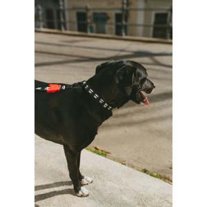 Skull <b>Collar</b> 2.0 Black With Red Buckle For <b>Dogs</b> - Product Image 3