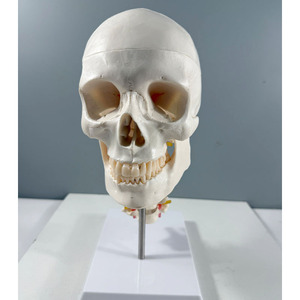 جمجمة بيضاء بشرية تشريحية 3 أجزاء بالحجم الطبيعي على الطراز الأوروبي والأمريكية مع 7 نماذج للعمود الفقري العنقي - Product Image 3