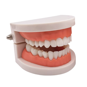 Vente en gros <span class=keywords><strong>de</strong></span> modèles dentaires standard TIANLIAN modèle dentaire en résine pour l'enseignement des dents <span class=keywords><strong>de</strong></span> <span class=keywords><strong>beauté</strong></span> modèle dentaire oral - Product Image 5