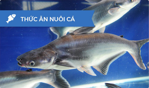 Thức ăn chất kết dính cho cá tôm thức ăn gia cầm lợn thức ăn gia súc thức ăn vật nuôi chất làm đặc giảm bụi ít mất ít bột sau khi đùn - Product Image 5