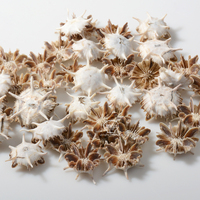 Coquilles d'oursin naturelles pour la décoration de la maison, meilleur prix