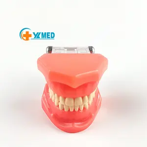 Many Colors Human Body Plastic PVC Medical Dental Care Models Transparent Tooth Models at Best Price