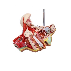 NOUVEAU Modèle d'anatomie des nerfs et des vaisseaux du crâne facial, modèle pédagogique pour étudiants en médecine - Product Image 1
