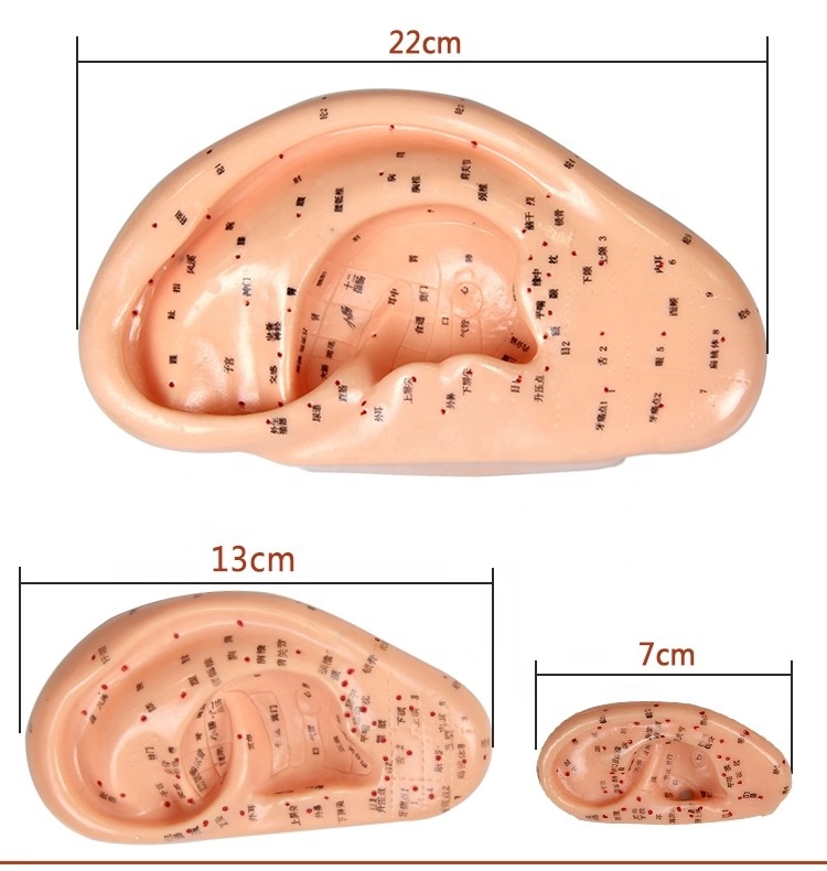 7CM Chinese Medicine Auricular Acupuncture Model For Ear Application