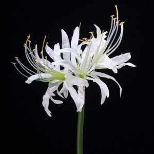 26 pouces Nouveau design fleurs artificielles <span class=keywords><strong>higanbana</strong></span> fleurs de lys araignées décoratives - Product Image 3