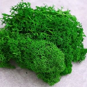 <span class=keywords><strong>Mousse</strong></span> <span class=keywords><strong>de</strong></span> <span class=keywords><strong>sphaigne</strong></span> naturel <span class=keywords><strong>mousse</strong></span> préservée pour la décoration murale - Product Image 4