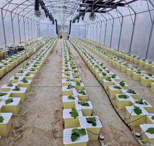 Grand seau hollandais Bato <span class=keywords><strong>pour</strong></span> serre, hydroponie, aéroponie, utilisation en ferme, système de culture, bac de culture de jardin - Product Image 3